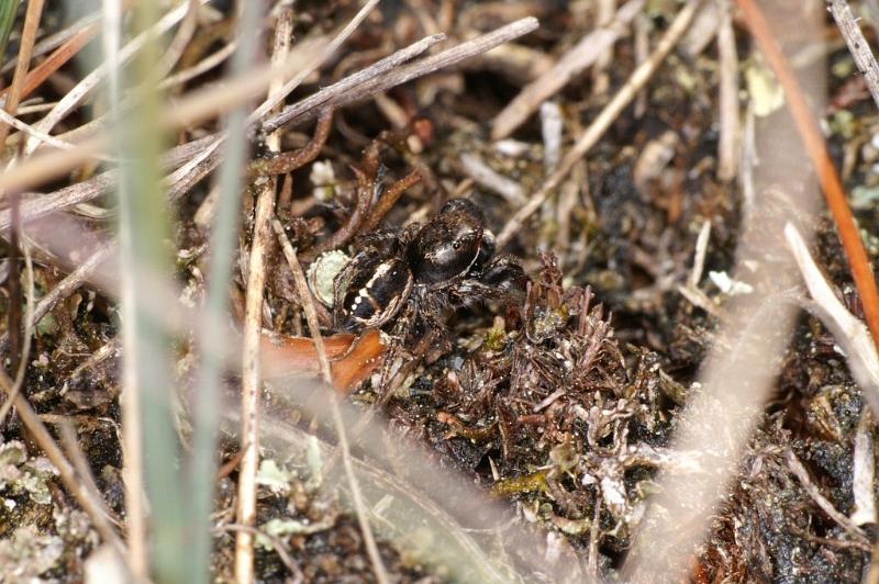 Pellenes_tripunctatus_D2945_Z_82_NP De Hoge Veluwe_Nederland.jpg